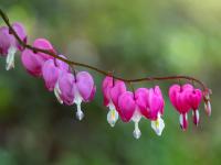 Tränendes Herz pink